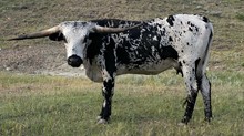 LOUISE 691