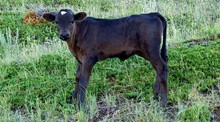 Hot Streak heifer