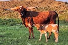 TFP Tickled x Buckshot