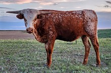 TFP DUSTY KINGSFORD