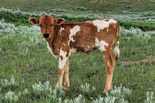 TFP Tickled x Buckshot