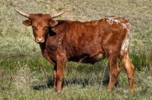 Kingsford x Red Devil steer