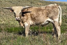PCC Grey Eagle x Saturnalia bull