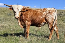 CmD x Dusty Kingsford bull