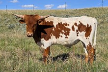 20 Gauge x June Bug steer