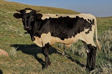 RB x Rio Beauty bull