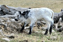 2630 SILVER AND GOLD BULL