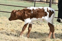 SHOT OF RESPECT BULL