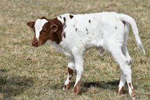 2632 DOUBLE EAGLE BULL