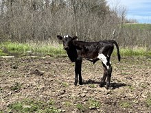 Amazing Bliss Bull