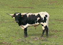 3/31/24 FORMAL TWIST BC 131