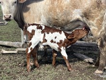 Golden bliss bull