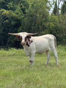 NACC Queens Bracelet