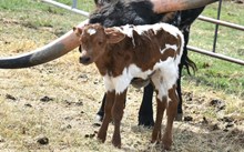 SHOT OF RESPECT BULL