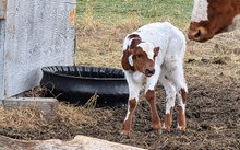 2634 WINGN' EAGLE BULL